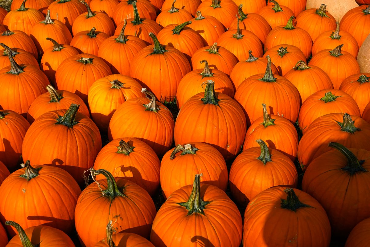Bright orange pumpkins piled at a fall festival