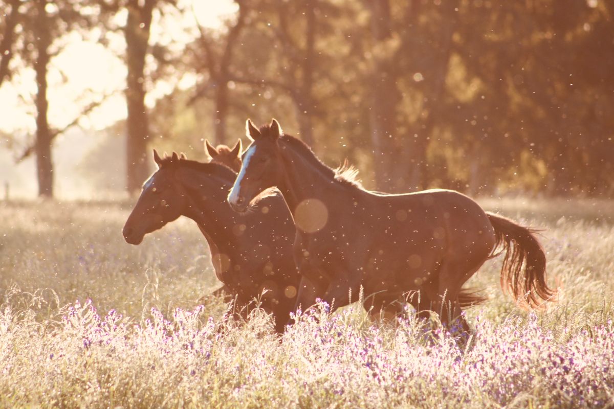 Horses galloping through a sunny field