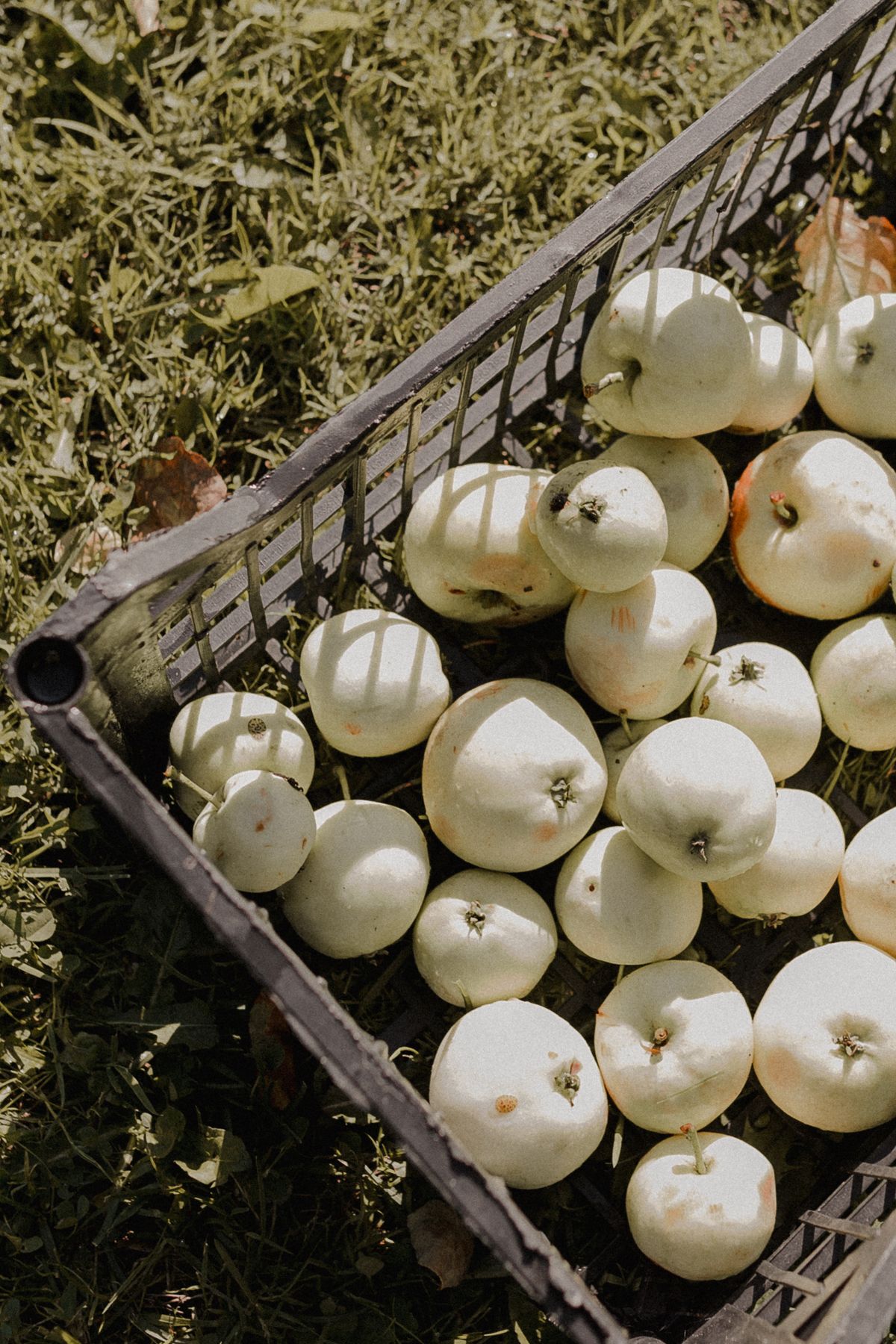 A basket of freshly picked apples