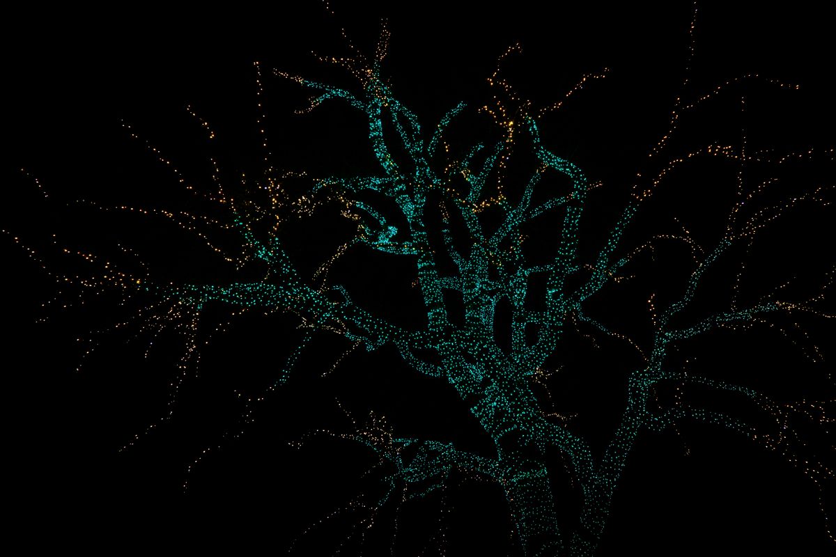 A large Christmas tree lit up at night